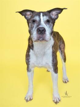 Rescue Labrador Retriever and Mixed Breed Dogs for Adoption - MARCUS | PetCurious