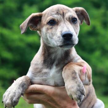 Mountain Cur and Mixed Breed Dogs Available for Adoption in Eastford, Connecticut - CT Tiger | PetCurious