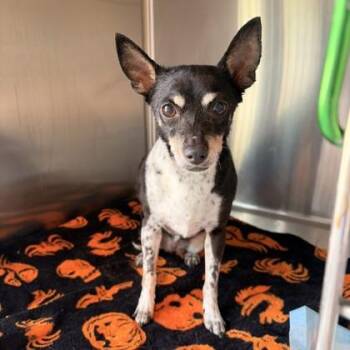 Flutie -  Chihuahua Dog for Adoption in Phoenix, Arizona - Flutie | PetCurious