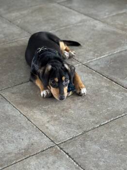 Miniature Pinscher and Labrador Retriever Dogs Available for Adoption in St. Petersburg, Florida - Bambi | PetCurious