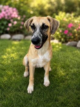 Miley -  Beagle and Shepherd Dog for Adoption in VERNON ROCKVL, Connecticut - Miley | PetCurious