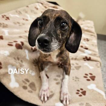 Daisy -  Jack Russell Terrier and Mixed Breed Dog for Adoption in Madisonville, Tennessee - Daisy | PetCurious