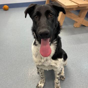 Pointer and Collie Dogs Available for Adoption - Mable Tag #205 | PetCurious