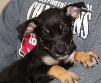 Fairy 43862 -  Doberman Pinscher and Shepherd Dog for Adoption in Prattville, Alabama - Fairy 43862 | PetCurious