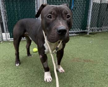 Ace -  Mixed Breed Dog for Adoption in New York, New York - Ace | PetCurious