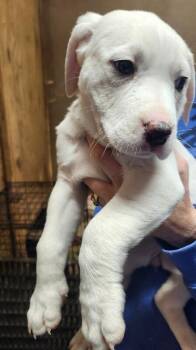 Dogo Argentino and Mixed Breed Dogs Available for Adoption - Mariana | PetCurious