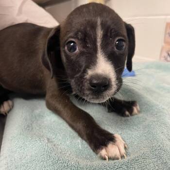 Mixed Breed Dogs Available for Adoption in Sarasota, Florida - Tavia | PetCurious