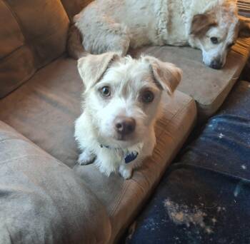 Terrier and Dachshund Dogs Available for Adoption in Coldwater, Michigan - Casper | PetCurious