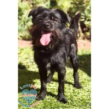 Noah COH -  Affenpinscher Dog for Adoption in Inglewood, California - Noah COH | PetCurious
