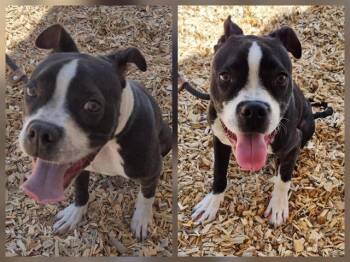 Boxer and Mixed Breed Dogs Available for Adoption in Albuquerque, New Mexico - SPOT | PetCurious