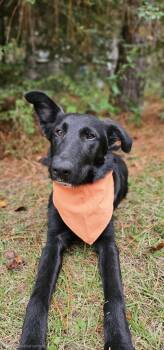 Rescue German Shepherd Dog Dogs for Adoption in Bonifay, Florida - Shaggy | PetCurious