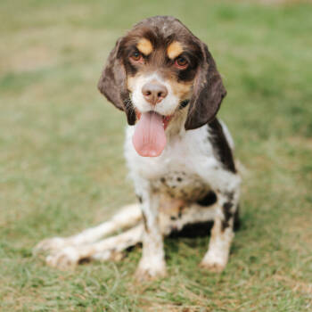 Rescue Mixed Breed and Spaniel Dogs for Adoption in Northbrook, Illinois - Hugo | PetCurious