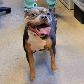 Nina -  Pit Bull Terrier Dog for Adoption in Baltimore, Maryland - Nina | PetCurious
