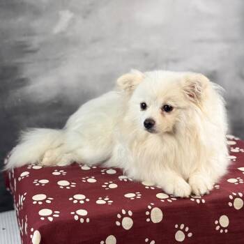 Vanilla -  Pomeranian Dog for Adoption in Garland, Texas - Vanilla | PetCurious