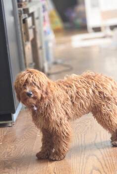 Wolfie -  Goldendoodle Dog for Adoption in Warren, Michigan - Wolfie | PetCurious