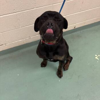 Marek -  Rottweiler Dog for Adoption in Bartlett, Tennessee - Marek | PetCurious