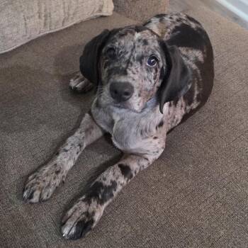 Paris -  Mixed Breed Dog for Adoption in Huntington, West Virginia - Paris | PetCurious