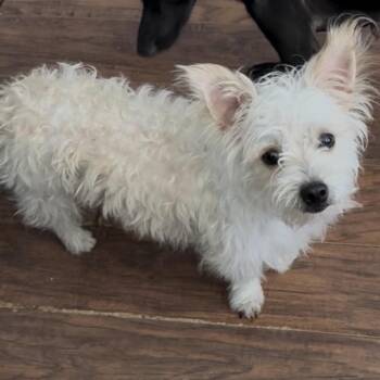Jonah -  West Highland White Terrier Westie Dog for Adoption in Las Vegas, Nevada - Jonah | PetCurious