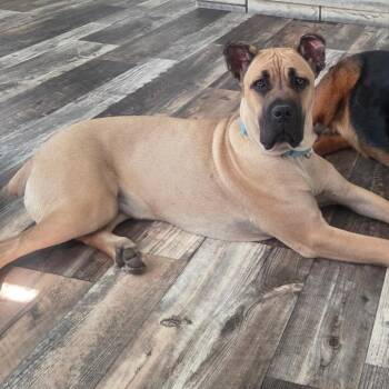 Mastiff Dogs Available for Adoption - Reacher | PetCurious