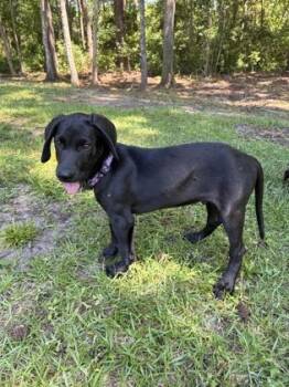 Bo Baxley -  Retriever and Weimaraner Dog for Adoption in Wilmington Island, Georgia - Bo Baxley | PetCurious