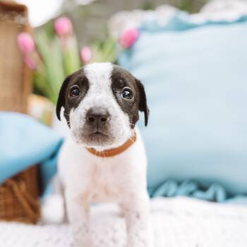 Pointer and Labrador Retriever Dogs Available for Adoption in Oak Ridge North, Texas - Alamo | PetCurious