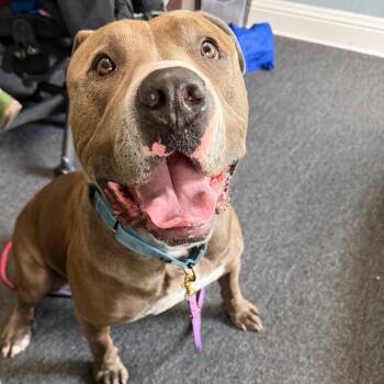 Dexter -  Pit Bull Terrier Dog for Adoption in Riverwoods, Illinois - Dexter | PetCurious
