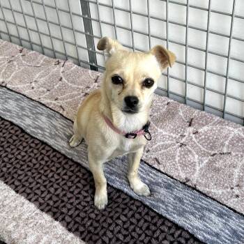 Alex -  Chihuahua and Mixed Breed Dog for Adoption in Moses Lake, Washington - Alex | PetCurious
