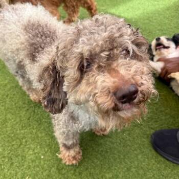 Spot 7112 -  Poodle Dog Available for Adoption in Loxahatchee Groves, Florida - Spot 7112 | PetCurious