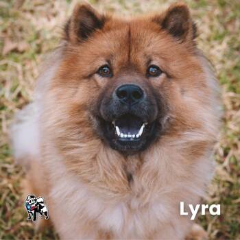 Chow Chow Dogs Available for Adoption in Houston, Texas - Lyra | PetCurious