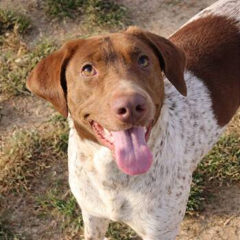 English Pointer Dogs Available for Adoption in Oswego, Illinois - Foster Reba | PetCurious