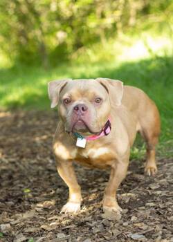 Drizzle -  Mixed Breed Dog for Adoption in Hamilton, Ohio - Drizzle | PetCurious