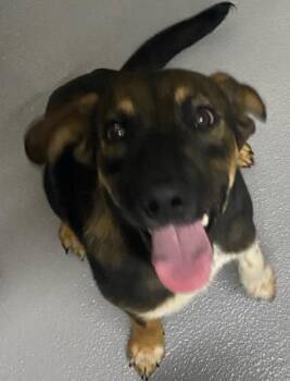 Ruby -  Mixed Breed Dog for Adoption in Blue Ridge, Georgia - Ruby | PetCurious