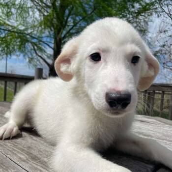 Rescue Anatolian Shepherd Dogs for Adoption in Spring, Texas - Shiro | PetCurious