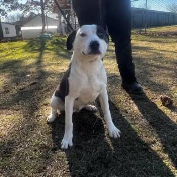 Labrador Retriever Dogs Available for Adoption in Williston, Vermont - Dabarkus | PetCurious