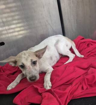 NICKI -  Labrador Retriever Dog for Adoption in San Antonio, Texas - NICKI | PetCurious
