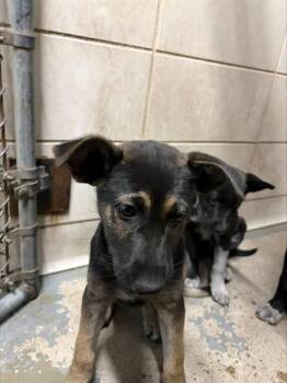 German Shepherd Dog and Mixed Breed Dogs Available for Adoption in Stockton, California - KITTY | PetCurious