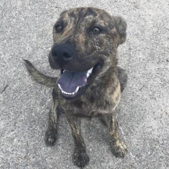 Day Dream -  Mountain Cur Dog for Adoption in Beaumont, Texas - Day Dream | PetCurious