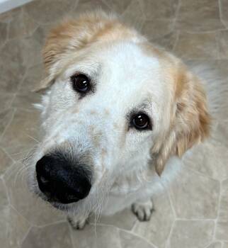 Great Pyrenees Dogs Available for Adoption in Neillsville, Wisconsin - Lea | PetCurious