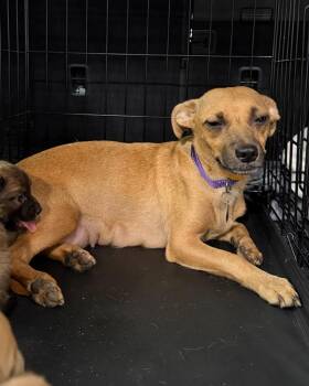 Evee -  Chihuahua Dog for Adoption in Carson City, Nevada - Evee | PetCurious