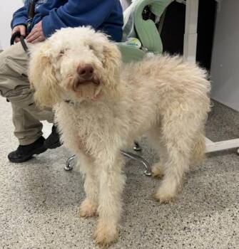 Poodle Dogs Available for Adoption - Winter | PetCurious