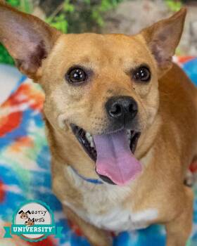 Chihuahua Dogs Available for Adoption in Kennesaw, Georgia - Hector | PetCurious