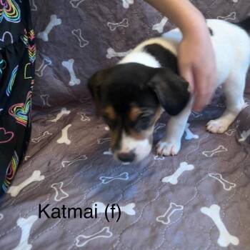 Katmai -  Mixed Breed Dog for Adoption in Fredericksburg, Virginia - Katmai | PetCurious