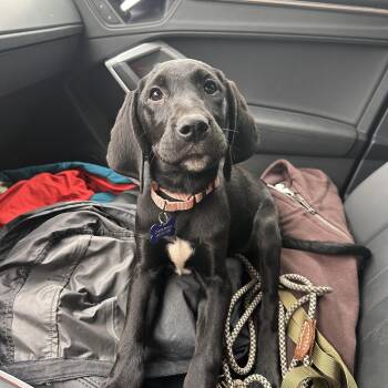 Twizzler -  Hound Dog for Adoption in Columbia, Maryland - Twizzler | PetCurious