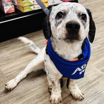 Mixed Breed Dogs Available for Adoption - Rocky | PetCurious