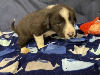 Border Collie and Mixed Breed Dogs Available for Adoption in Modesto, California - A610002 | PetCurious