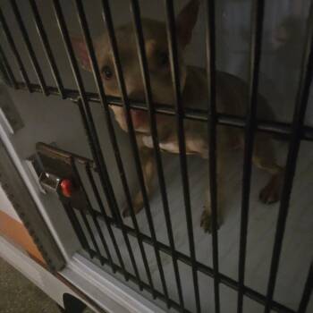 Mixed Breed Dogs Available for Adoption - Rynn | PetCurious