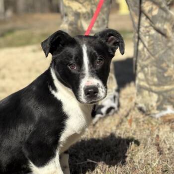 Border Collie Dogs Available for Adoption - Moss | PetCurious