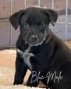Hank -  Black Labrador Retriever and Australian Cattle Dog Blue Heeler Dog for Adoption in Herald, California - Hank | PetCurious