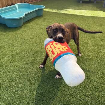 Pine Sol -  Mixed Breed Dog for Adoption in Savannah, Georgia - Pine Sol | PetCurious