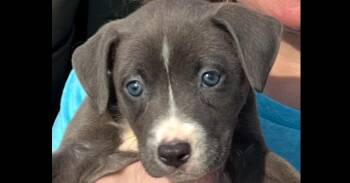 Terrier Dogs Available for Adoption in Irwin, Pennsylvania - Sally | PetCurious